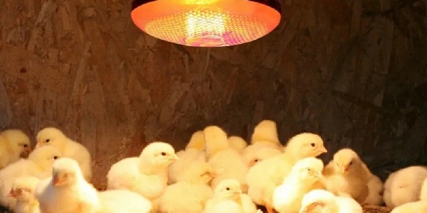 расположение лампы в брудере.jpg